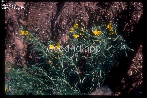 bladderpod, Gordon's